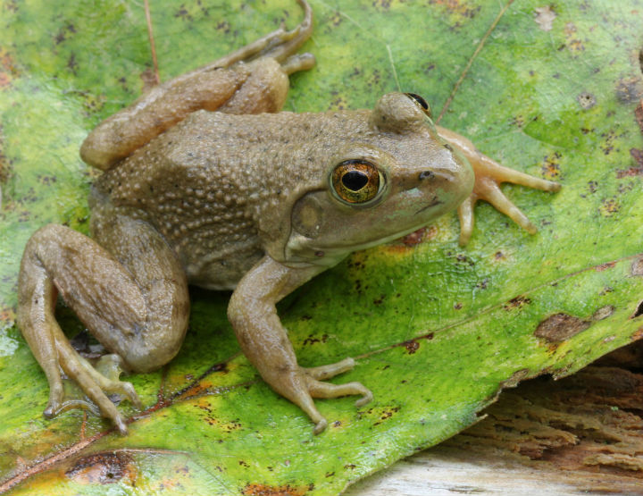 American Bullfrog